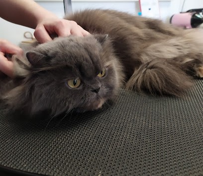 Cani'Salon, Toiletteur pour Animaux à Saint-Sauveur