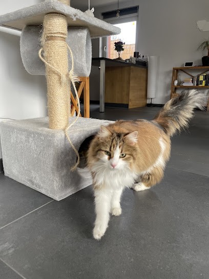 Le Salon - Toilettage Canin, Toiletteur pour Animaux à Sélestat