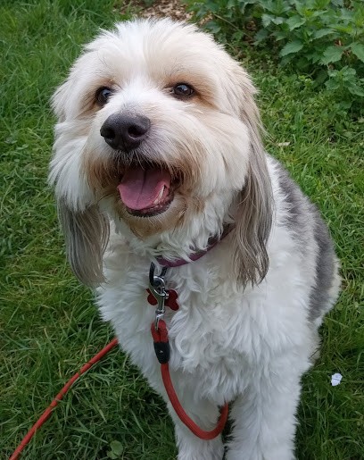 Toilettage Laetitia, Toiletteur pour Animaux à Saint-Privat-la-Montagne