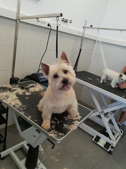 L'ARCHE DE JOELLE, Toiletteur pour Animaux à Marckolsheim