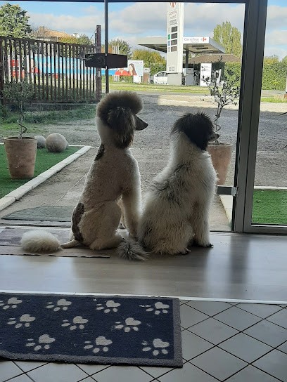 Beauté Canine, Toiletteur pour Animaux à Grézillac
