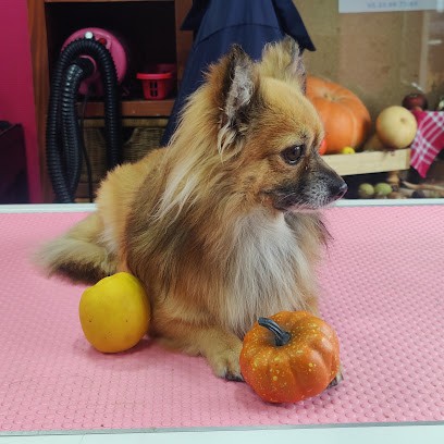 Fénella By JLG, Toiletteur pour Animaux à Trélou-sur-Marne