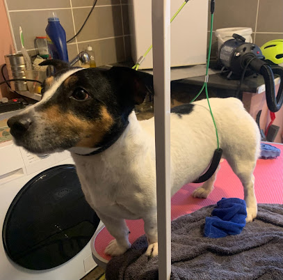 Au Beau Pelage Toiletteur Pour Animaux à Saint-Victor