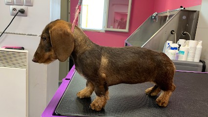 Toillettage Dyanha, Toiletteur pour Animaux à Lillebonne