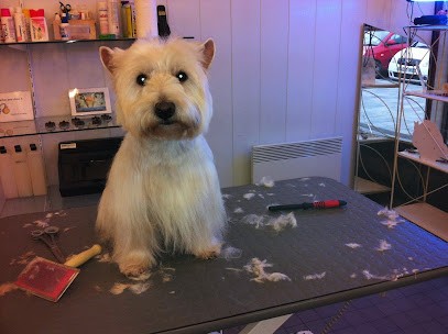 Canicat, Toiletteur pour Animaux à Tinqueux
