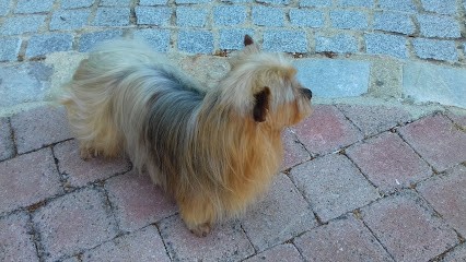 Oh MY Dog, Toiletteur pour Animaux à Nassandres sur Risle