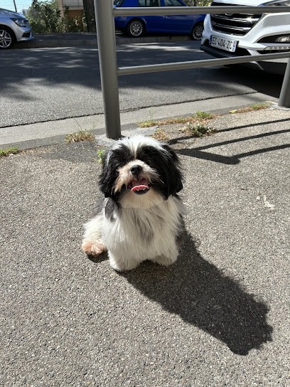 4 Pattes, Toiletteur pour Animaux à Marseille 10