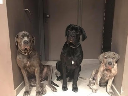 Vanalya Toilettage, Toiletteur pour Animaux à Houdain