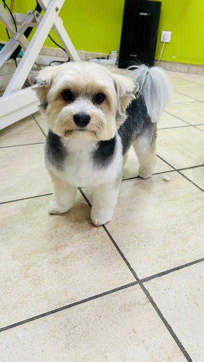 1000 Poils, Toiletteur pour Animaux à Puget-sur-Argens