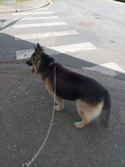 Au Chien Chic, Toiletteur pour Animaux à Montluçon
