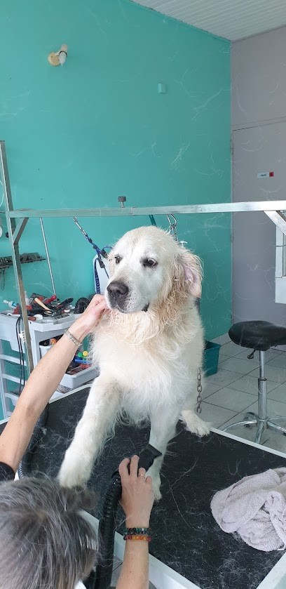 Dog Paradise, Toiletteur pour Animaux à Eysines