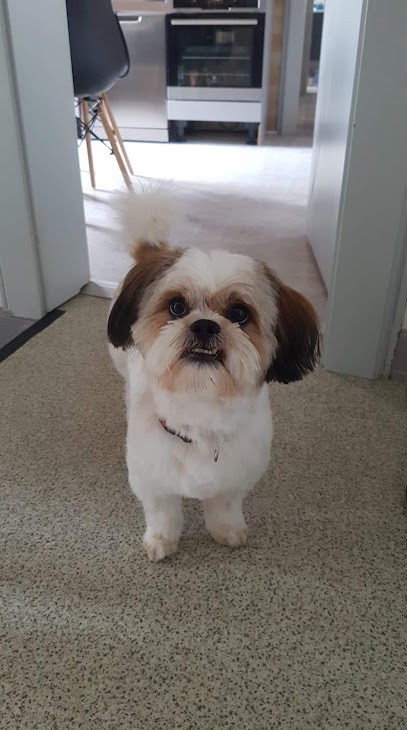 Toilettage Canin Tini Dog, Toiletteur pour Animaux à Phalsbourg