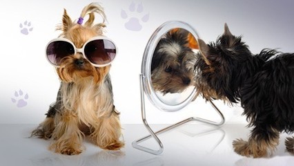 Europe Dog, Toiletteur pour Animaux à Reims