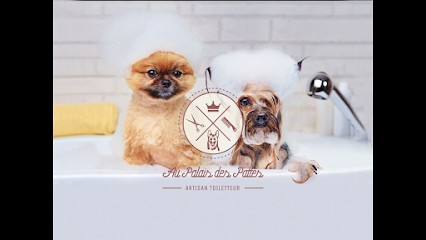 Au Palais Des Pattes, Toiletteur pour Animaux à Avignon