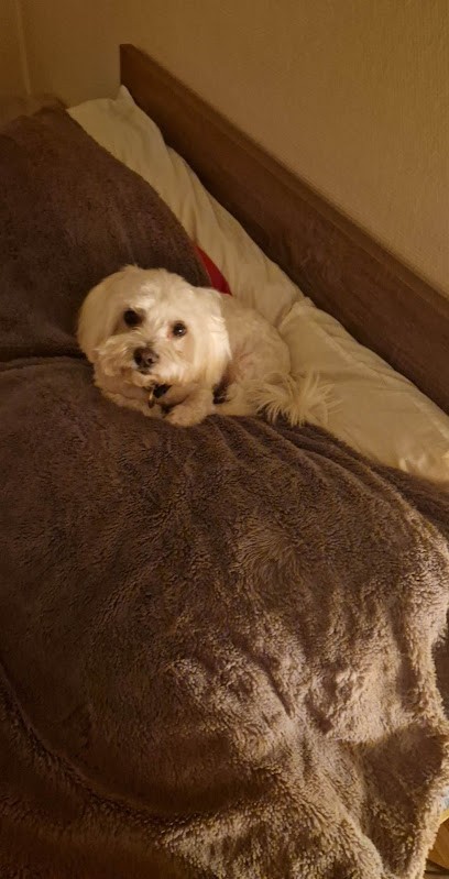 Élégance Canine Par Lou, Toiletteur pour Animaux à Pau