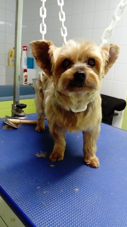 Les P’tits Lous, Toiletteur pour Animaux à Loches