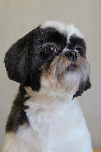 Le Royaume Du Chien, Toiletteur pour Animaux à Saint-Cyr-l'École