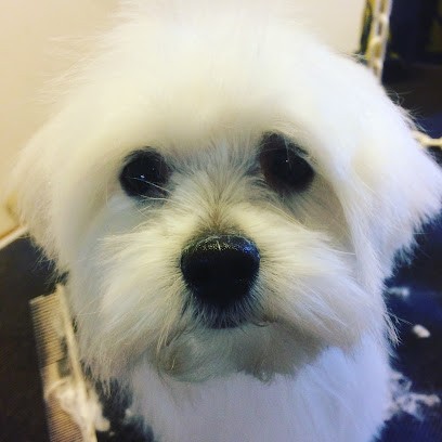 Histoire de chiens, Toiletteur pour Animaux à Ploudalmézeau