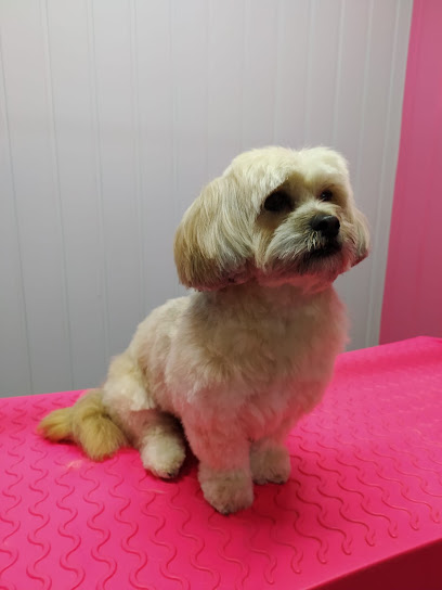Cani Beaute, Toiletteur Pour Animaux à Oyonnax