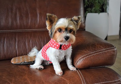 Dog Star Toilettage, Toiletteur pour Animaux à Gignac