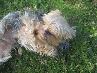 Tout en canin, Toiletteur pour Animaux à Montaren-et-Saint-Médiers