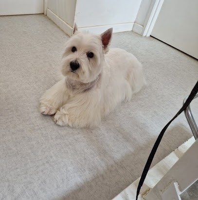 Boule de Poils, Toiletteur pour Animaux au Poinçonnet