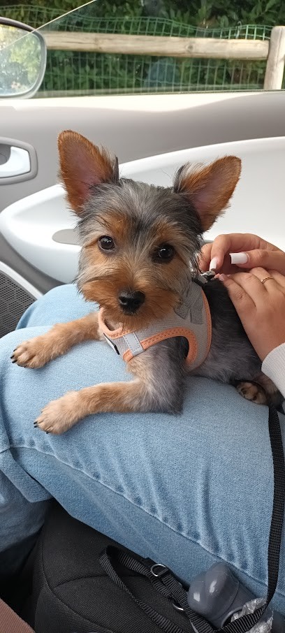 Animal's Paradise, Toiletteur pour Animaux à Orange