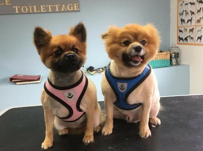 Alice Toilettage, Toiletteur pour Animaux à Longvilliers