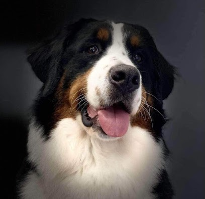 L'Elégance Canine Hénin Beaumont, Toiletteur pour Animaux à Hénin-Beaumont