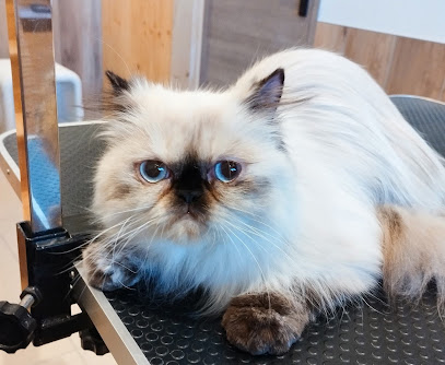 Toilettage L'atelier Du Chat Toiletteur Pour Animaux à Pontarlier