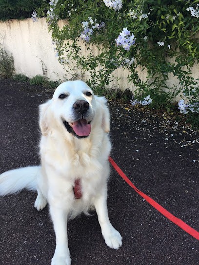 Id'fix, Toiletteur pour Animaux à Mérignac