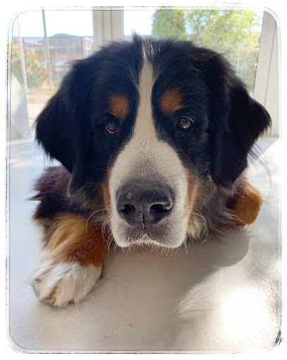 Esthétic Dog, Toiletteur pour Animaux à Solliès-Pont