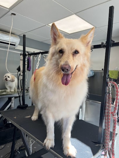 ô Poil D’isidore, Toiletteur pour Animaux à Nice