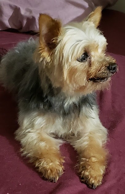 Orphee toilettage, Toiletteur pour Animaux à Elbeuf