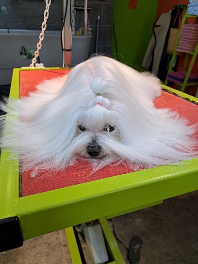 Esthéti Chien'ne, Toiletteur pour Animaux à Arelaune-en-Seine