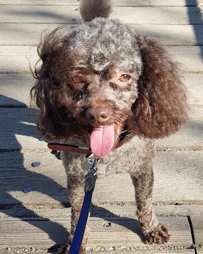 Ma Tou Tou, Toiletteur pour Animaux à Paris 10