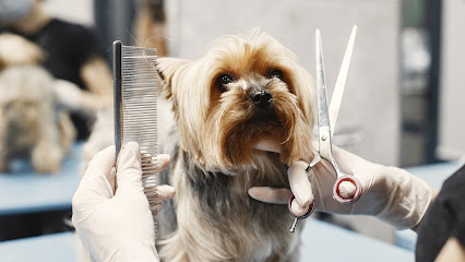 Toiletteur À St Pol, Hesdin, Fruges - Chez Cath' Pattes - Toilettage Pour Chien - À Domicile Toiletteur Pour Animaux à Croisette