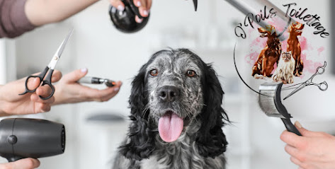 O'poils Toilettage, Toiletteur Pour Animaux à Saint-Paul-de-Fenouillet
