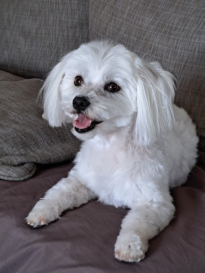 Art Canin, Toiletteur pour Animaux à Saint-Laurent-de-Mure