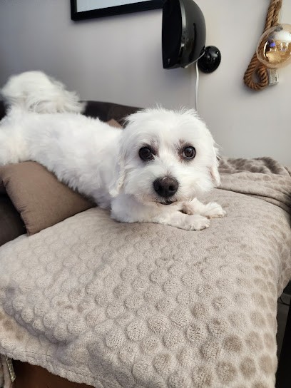 Melda K'ouaf, Toiletteur pour Animaux à Boofzheim