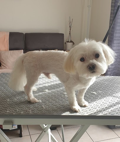 Cé dog'micile, Toiletteur pour Animaux à Bouray-sur-Juine