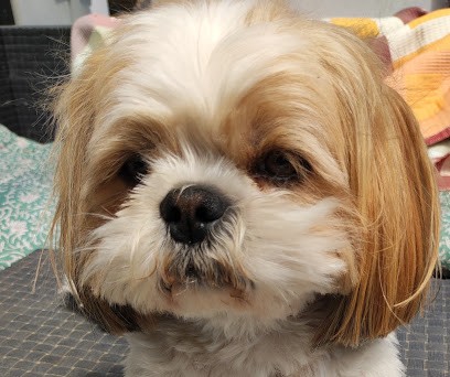 La Gent Canine, Toiletteur pour Animaux à Yvrac