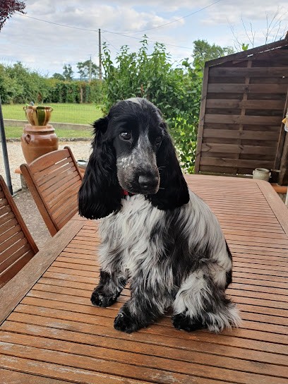 LE CLOCHARD ET SA BELLE, Toiletteur pour Animaux à Ytrac