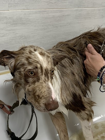 Vignaud Stéphanie, Toiletteur pour Animaux à Marguerittes