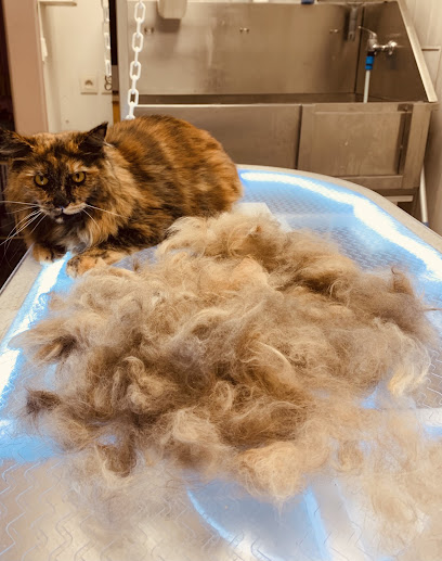 Le Chien Bleu, Toiletteur Pour Animaux à Vézelise