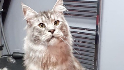 Pil'Poil 62 Salon De Toilettage, Toiletteur pour Animaux au Portel