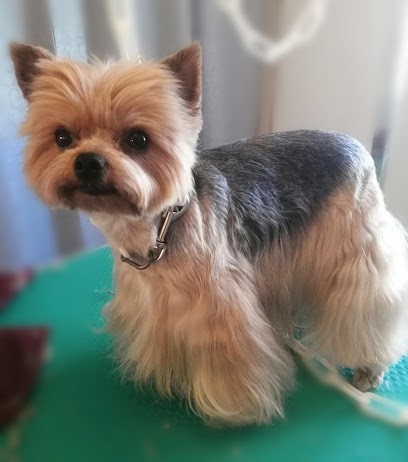 CaniBrush30, Toiletteur pour Animaux à Montmirat