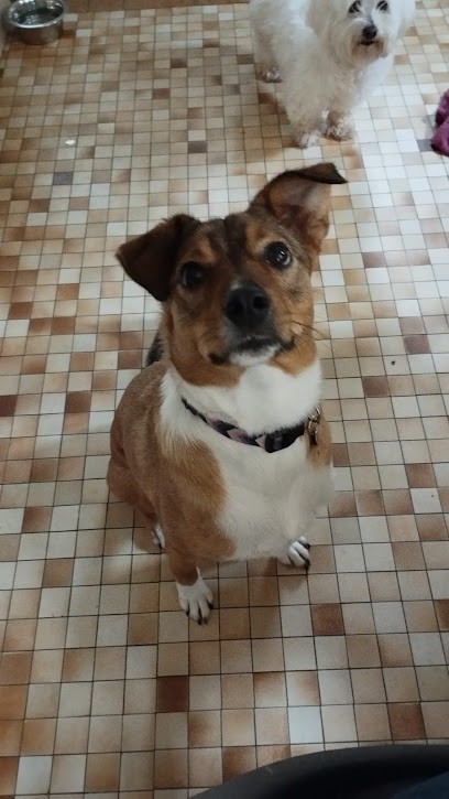 Le Chalet des Animaux, Toiletteur pour Animaux à Oberhaslach