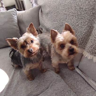 A L 'o Toutou Alison, Toiletteur pour Animaux à Nogent-le-Rotrou