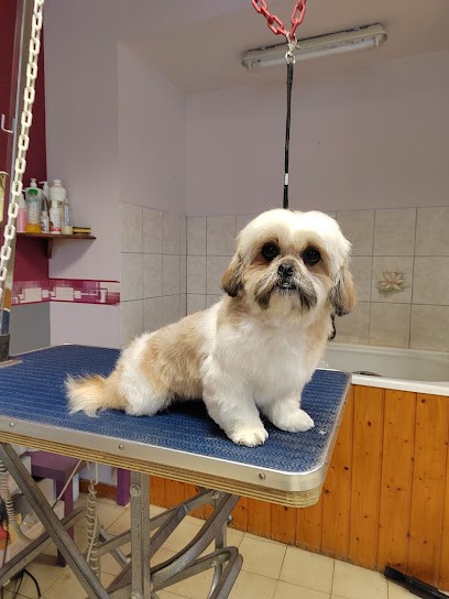 Aux Toutous Choyés, Toiletteur pour Animaux à Romilly-sur-Seine